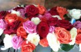 /album/galerie-foto-acasa/roses-jpg/